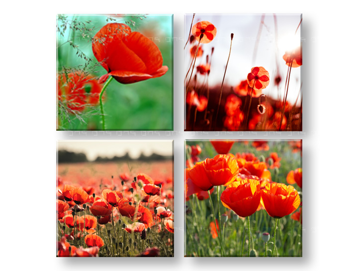 Levně Obraz na stěnu Meadow of poppy poppies