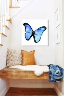 Obraz Modrý Motýl na zrcadle Mirrora 15 - 50x50 cm