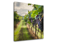 Nástěnná malba HROZNO_091-12