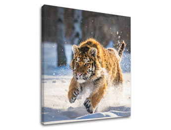 Nástěnná malba ZVÍŘATA_048-12