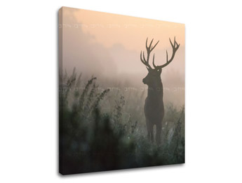 Nástěnná malba ZVÍŘATA_054-12